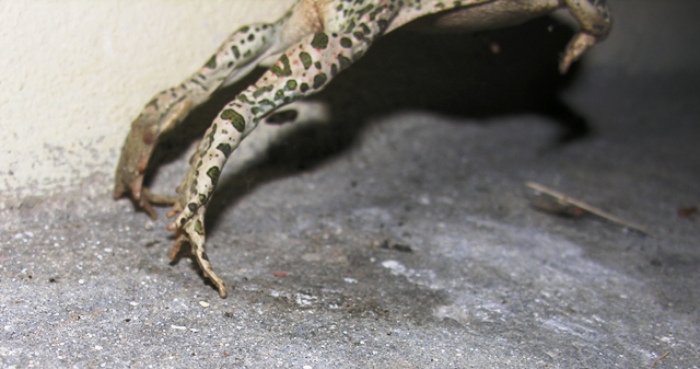 Rospo smeraldino, Bufo viridis? - Bufotes balearicus